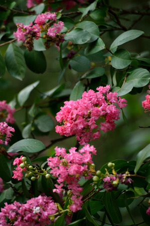 Pink crepe myrtle blooms closeup in morning light against green background. Crepe myrtle or Lagerstroemia flowers. Photo shot in Northeast Florida.の写真素材