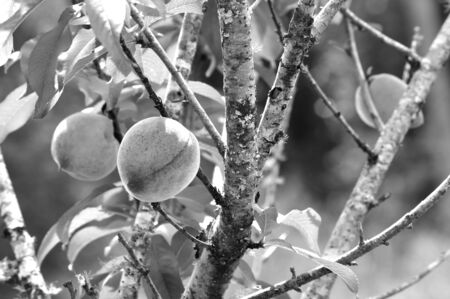 Black and white image of peaches on peach tree in spring. High contrast photo of ripe fruit. Modern and dramatic lighting.の写真素材