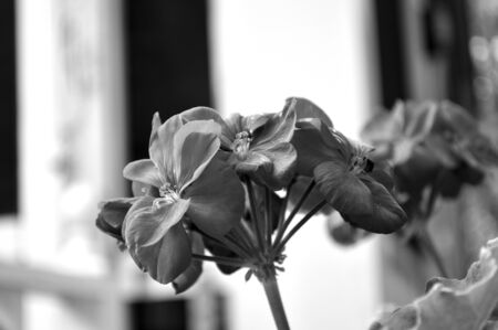 Pelargonium or geranium blooms against graphic backdrop