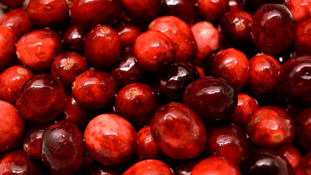 Closeup of bright red cranberries being washed and drained for cooking with.の写真素材