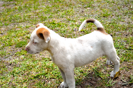 Mixed breed pit bull puppy, standing in grassy yard with tail curled behind itの写真素材