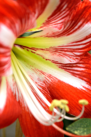 Closeup of a red and white striped amaryllis flower blooming in a flower garden outdoors.の写真素材