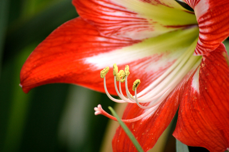 Closeup of a red and white striped amaryllis flower blooming in a flower garden outdoors.の写真素材