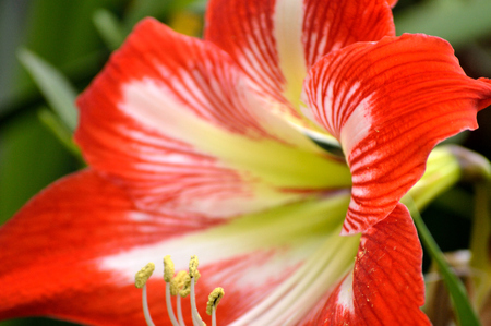 Closeup of a red and white striped amaryllis flower blooming in a flower garden outdoors.の写真素材