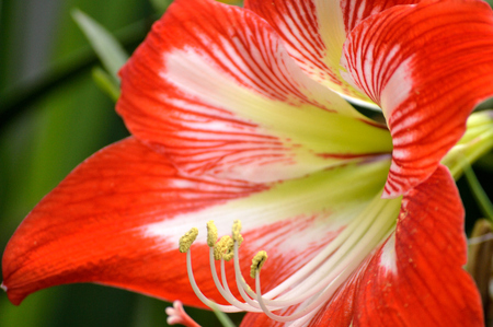Closeup of a red and white striped amaryllis flower blooming in a flower garden outdoors.の写真素材