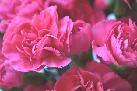 Bright pink carnations, cut flower arrangement.