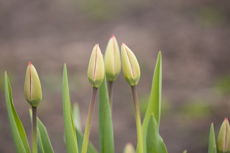 Spring buds tulip in gardenの写真素材