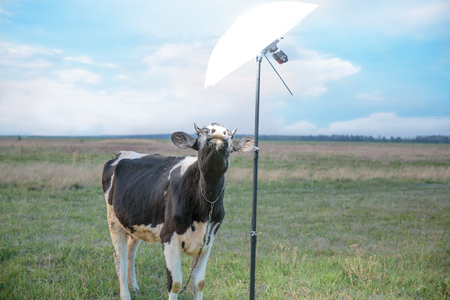 spotted cow in field of fresh grassの写真素材