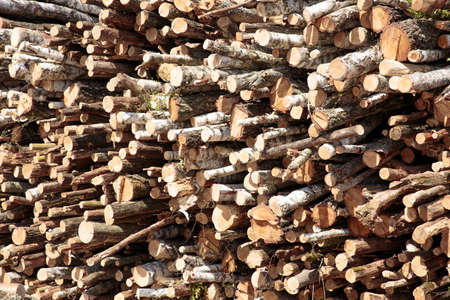 Wood in the day. Firewood for the winter. Chopped drovav folded.の写真素材
