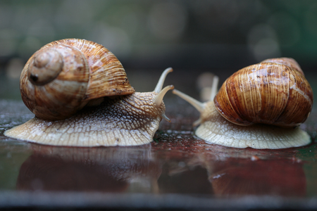 Two running snails - look like they were chasing, although it was really a form of courtshipの写真素材