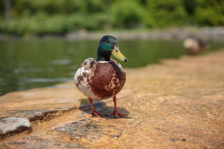 Duck. Drake on the stone in waterの写真素材