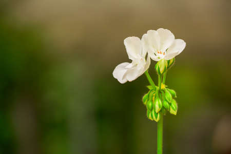 White Flower on others flowers background. in natureの写真素材