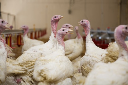 Turkey on a farm , breeding turkeys. Flock of Turkeys at the farm.の写真素材