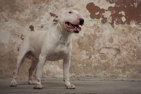 Domestic dog white Bull Terrier breed. Focus on the dog muzzle, shallow depth of field. Dog seatting over peeled wall backgroundの写真素材