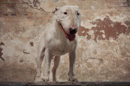 Domestic dog white Bull Terrier breed. Focus on the dog muzzle, shallow depth of field. Dog seatting over peeled wall backgroundの写真素材