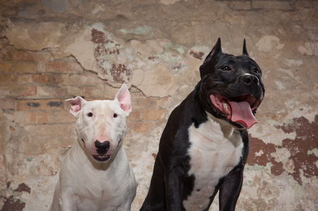 Two thoroughbred dogs: black american pit bull and white bull terier seatting over scraped wall backgroundの写真素材