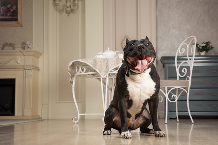 black staffordshire terrier or pit bull seatting at the vintage interior. Studio shootの写真素材