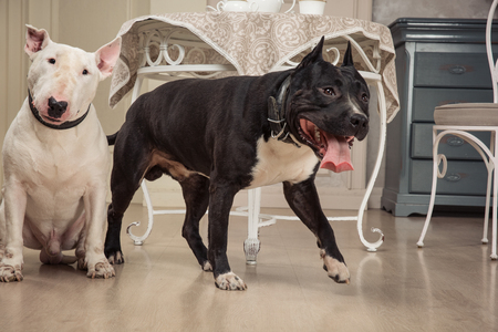 Two dogs. Black pit bull or staphorshire terrier and white bulterrier are in the vintage interior. Studio shootの写真素材
