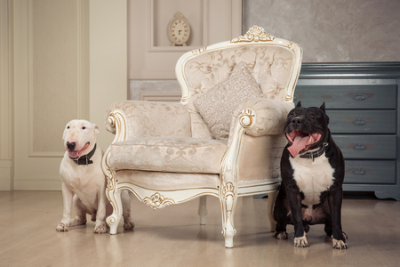 Two dogs. Black pit bull or staphorshire terrier and white bulterrier are in the vintage interior. Dogs siating on both sides of the white chair. Studio shootの写真素材