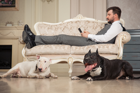 Man with mobile phone liesing on the sofa. Dogs: black pit bull or stafforshire terrier, white bull terrier seatting in the legs of man in retro studioの写真素材