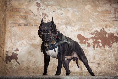 Black pit bull or staphorshire terrier in muzzle staying on the background of a peeled wall. Studio shootの写真素材