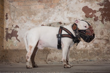Domestic dog white Bull Terrier breed. Focus on the dog muzzle, shallow depth of field. Dog staying over peeled wall backgroundの写真素材