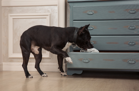 the dog taking out the newspaper from the dresser. Black pit bull or staphorshire terrier playing at the vintage interior. Studio shootの写真素材