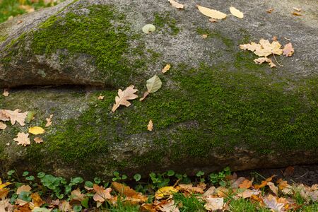 dry leaf fallen on stone and moss ground in autumn season with soft focus background