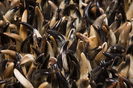 Many bull horns. Texture Backgroundの写真素材