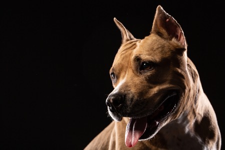 A red pit bull on a black background. Dog portrait. Copy spaceの写真素材