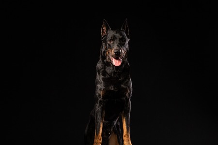 portrait of Doberman Pinscher against black background front viewの写真素材