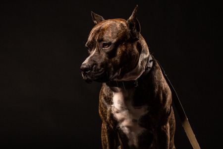 Attentive pit bull close up studio shot black background copy spaceの写真素材