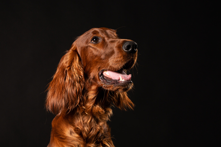 Portrait of Irish Setter dog isolated on black backgroundの写真素材