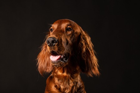 Portrait of Irish Setter puppy on black backgroundの写真素材