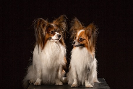 Two dogs of breed papillon on a black background. Couple of dogsの写真素材