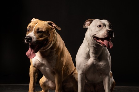 Two adult American Staffordshire Terrier Dogs Sitting together and touching paws on Isolated Black Background, front viewの写真素材