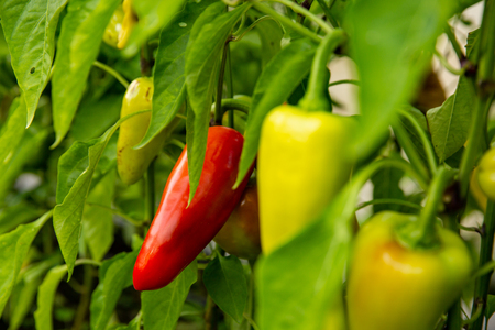 Closeup of ripening peppers in the organic pepper plantation.Fresh Yellow and Red sweet Bell Pepper Plants with Selective Focus in plantation,paprika. Green,yellow and red peppers growing in a gardenの写真素材