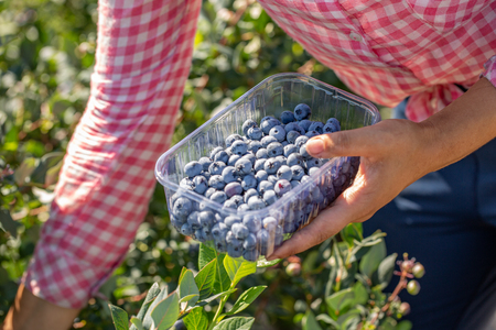 Woman collecting blueberries. professional harvest of berriesの写真素材