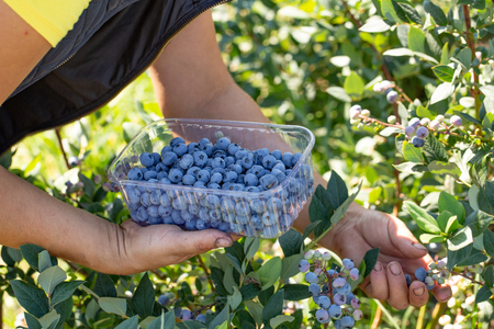 Woman collecting blueberries. professional harvest of berriesの写真素材