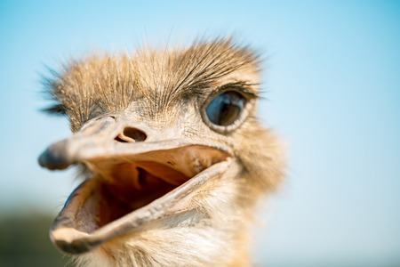 ostrich bird head and neck front portrait in the zooの写真素材