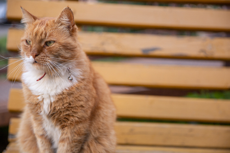 Beautiful red and white stripped red european catの写真素材