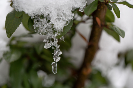 Bush brunch with small wet green leaves covered with ice and hanging icicles on bright blurred sunnyの写真素材