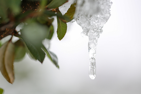 Bush brunch with small wet green leaves covered with ice and hanging icicles on bright blurred sunnyの写真素材