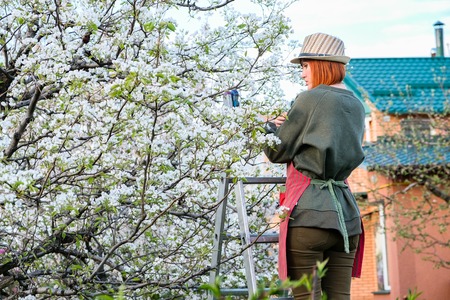 Work in the garden. Spring care for blooming treesの写真素材