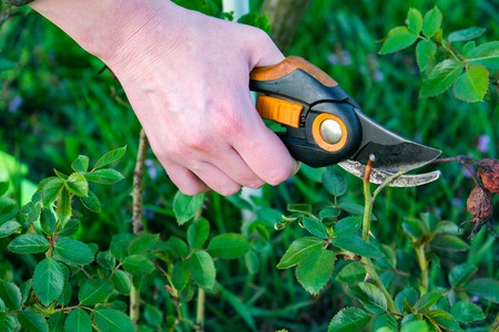 Flower gardening and maintenance concept.