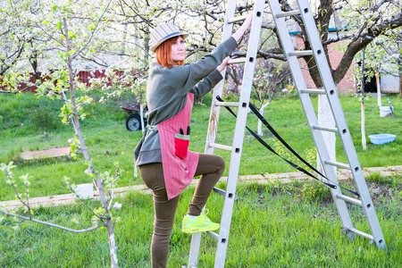Farmer woman up on a ladder for care blooming apple or pear tree on a lovely spring day.の写真素材