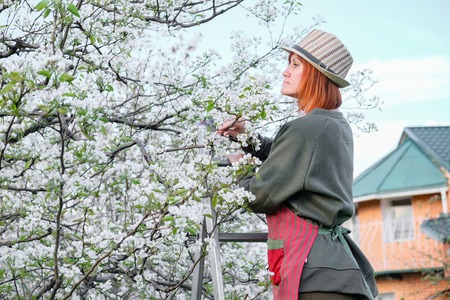 Female farmer staying on on the stepladder gathering beetles from a pear or apple treeの写真素材