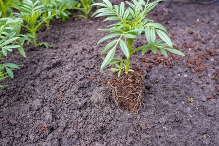 Green sprout of marigold preparing for planting in garden.の写真素材