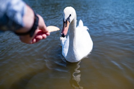 Hand of a man feeding white swan swimming in the border of a lakeの写真素材