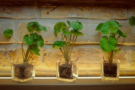 Golden pots in glass container and brick wall loft style.の写真素材